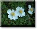 2012-06-10-BALADE-FORET FACQ-008.jpg